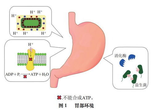 中國農業大學李媛教授團隊在益生菌遞送系統研究中的進展 提升耐加工貯藏穩定性與體內存活率