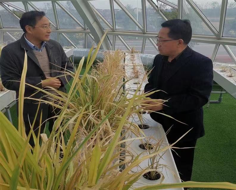 科技創(chuàng)新引領(lǐng)未來(lái) 湖北谷神科技園打造種業(yè)科研高地